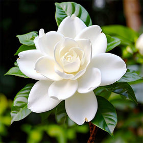 Generic Gardenia Seeds seed-pack ready for planting, offering heirloom quality and fragrance potential.