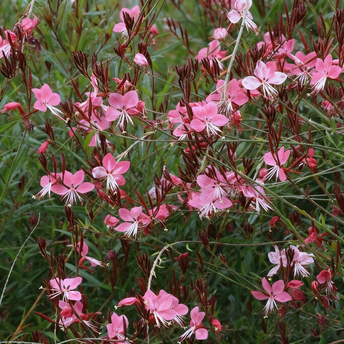Generic Gaura's airy stems add movement to sunny borders.