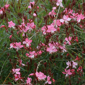 Generic Gaura's airy stems add movement to sunny borders.