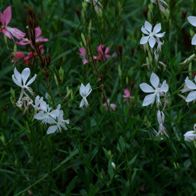Generic Gaura flowers attract butterflies, boosting garden appeal.