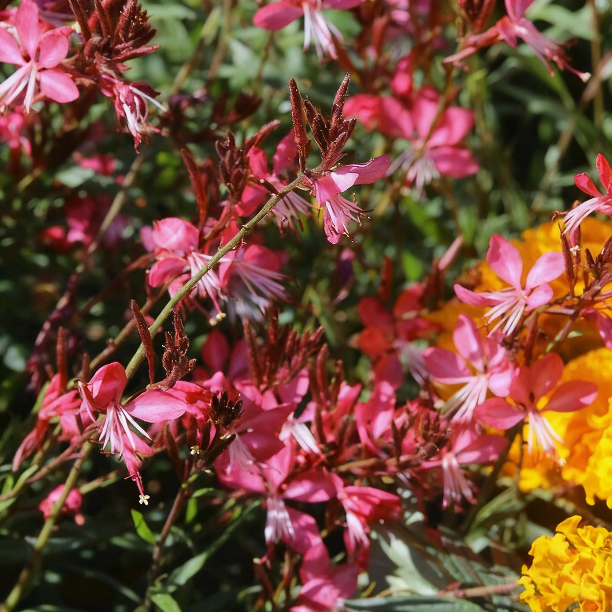 Generic Gaura seeds thrive in drought and heat for water-wise gardens.