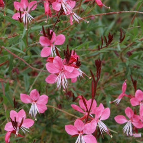 Generic Gaura seeds drought-tolerant plant suited for hot, dry sites.
