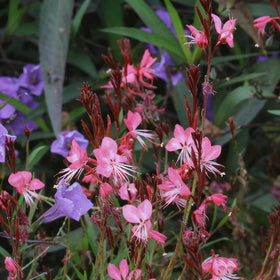 Generic Gaura seeds are easy to sow directly into garden soil.