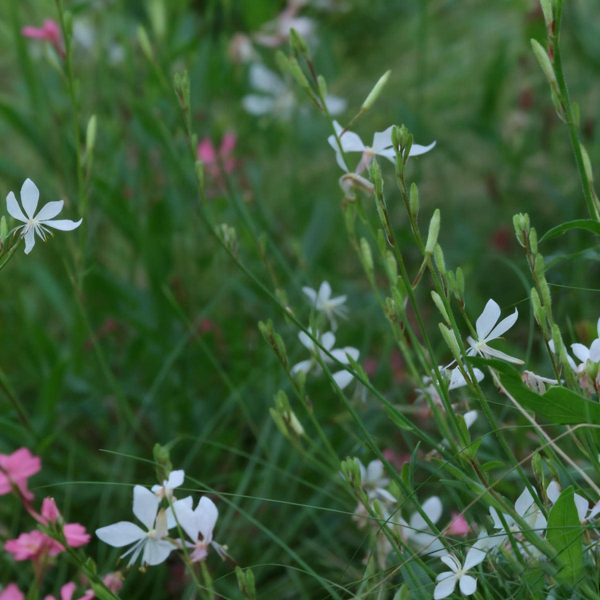Generic Gaura seeds are hardy across zones five to nine for dependable color.