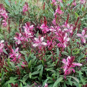 Generic Gaura seeds long-bloom season with continuous color.