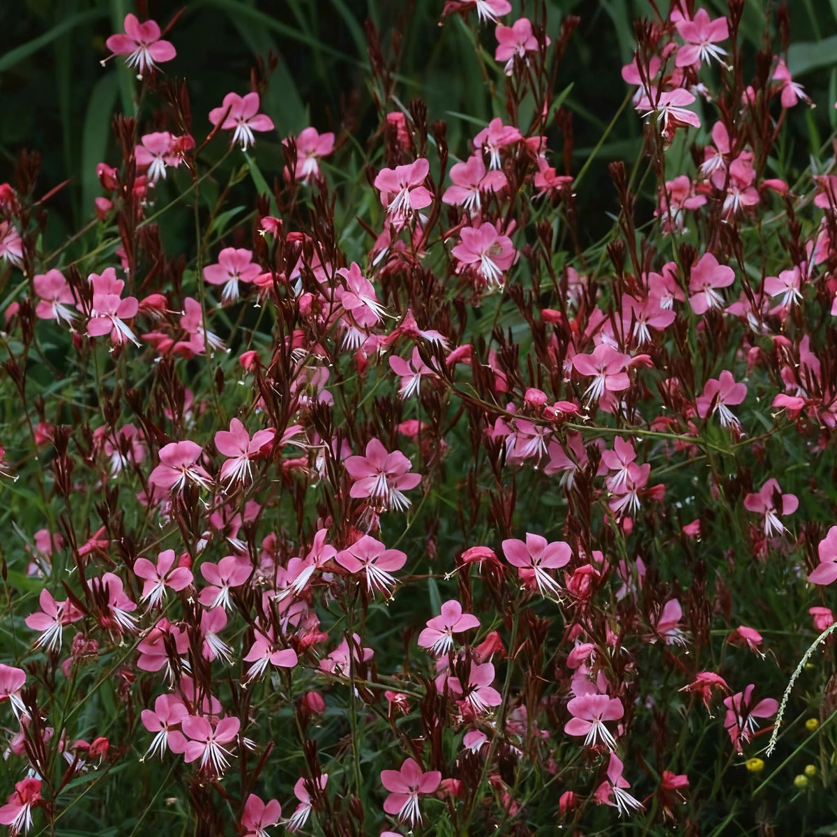 Generic Gaura seeds deliver long-lasting blooms from early summer to fall.