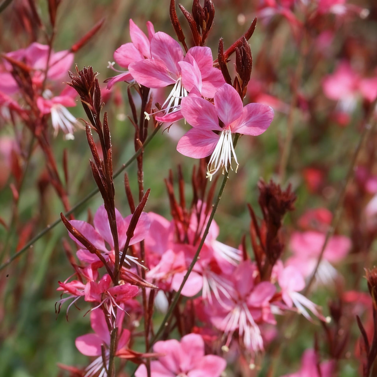 Generic Gaura seeds low-maintenance, self-cleaning blooms for easy care.