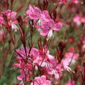 Generic Gaura seeds low-maintenance, self-cleaning blooms for easy care.