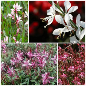 Generic Gaura seeds reveal mixed-color blooms for sunlit borders.