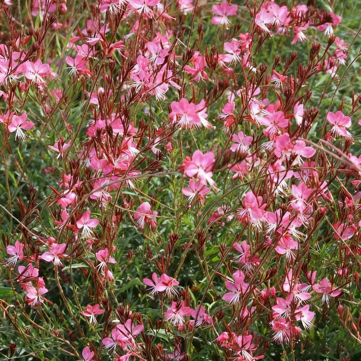 Generic Gaura seeds pink-bloom display adds soft garden color.
