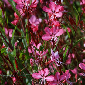 Generic Gaura seeds hardy in USDA zones 5-9 for perennials.