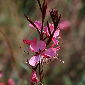 Generic Gaura seeds wand-like stems create airy garden texture.