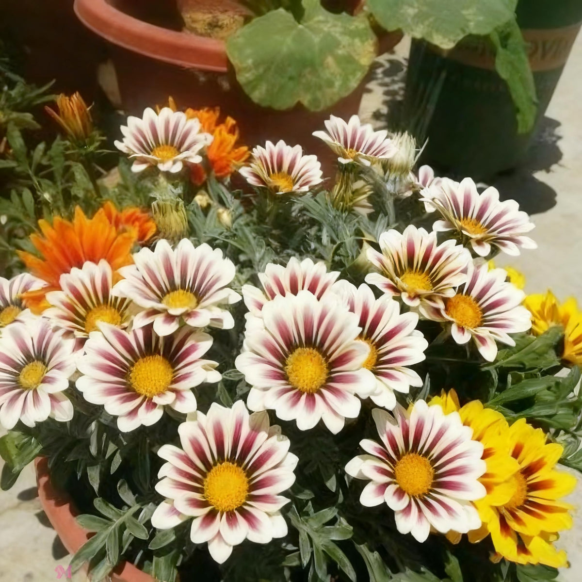 Generic Gazania seeds growing as annuals in pots and beds.