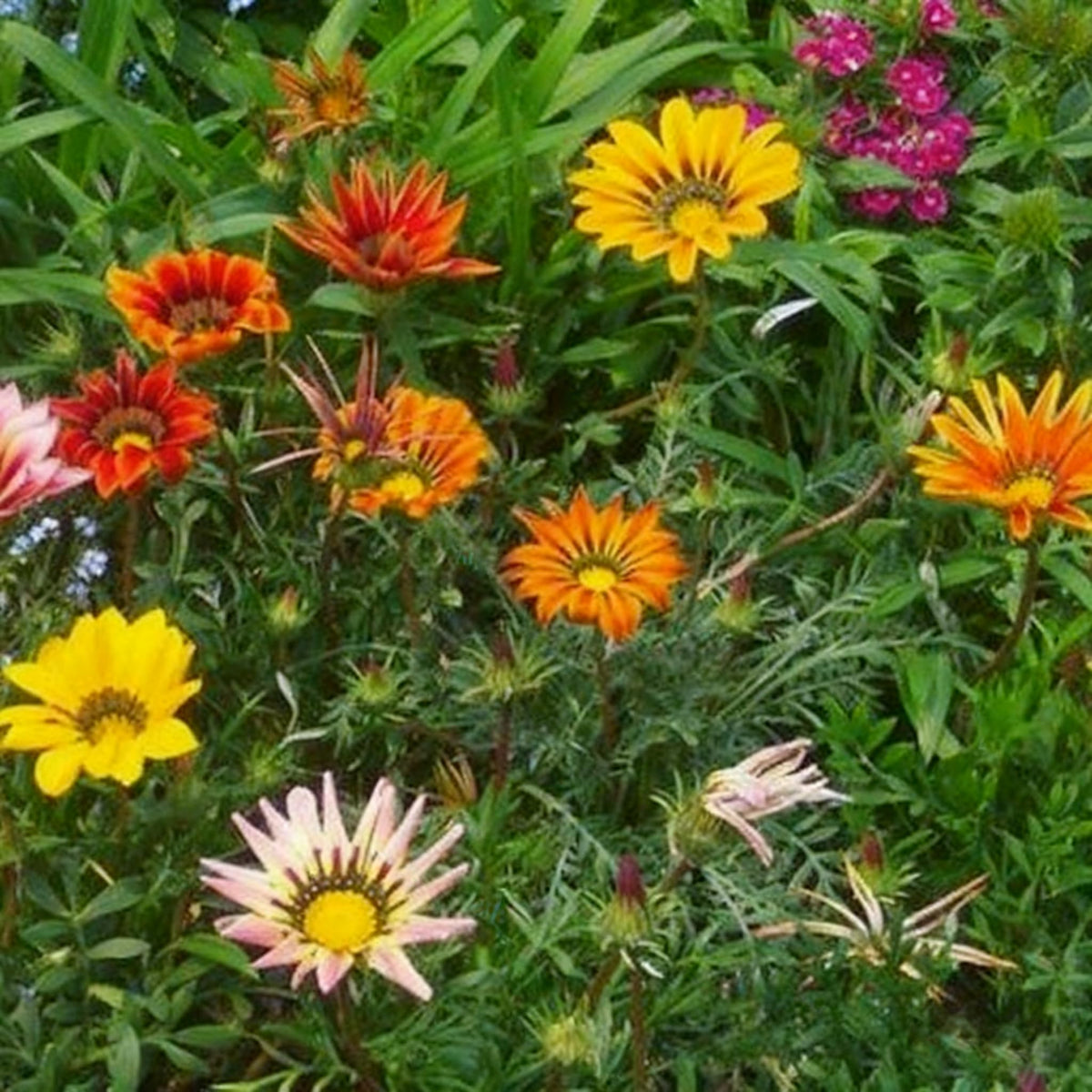Generic Gazania blooms along a sunny border with vivid colors.