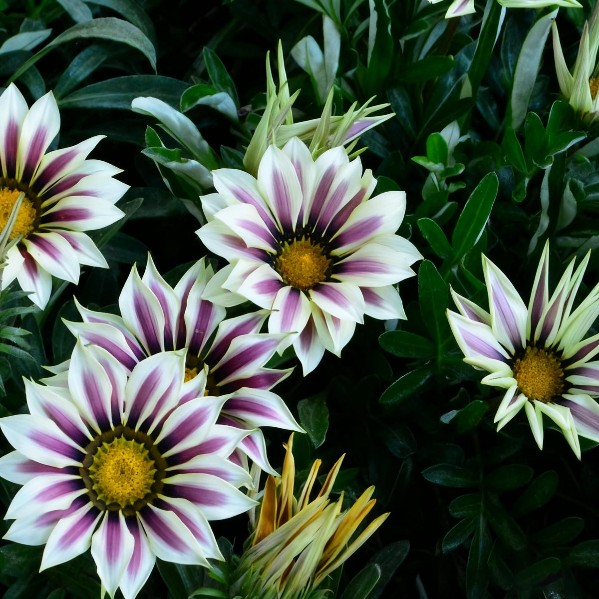 Generic Gazania seeds planted in containers for coastal gardens.