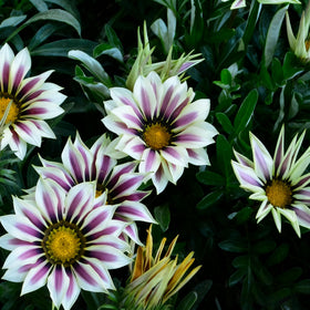 Generic Gazania seeds planted in containers for coastal gardens.