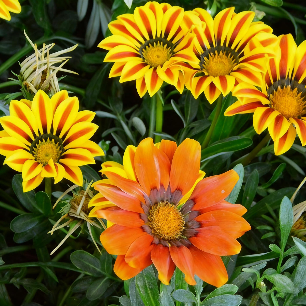 Generic Gazania flower close-up reveals large bright petals.
