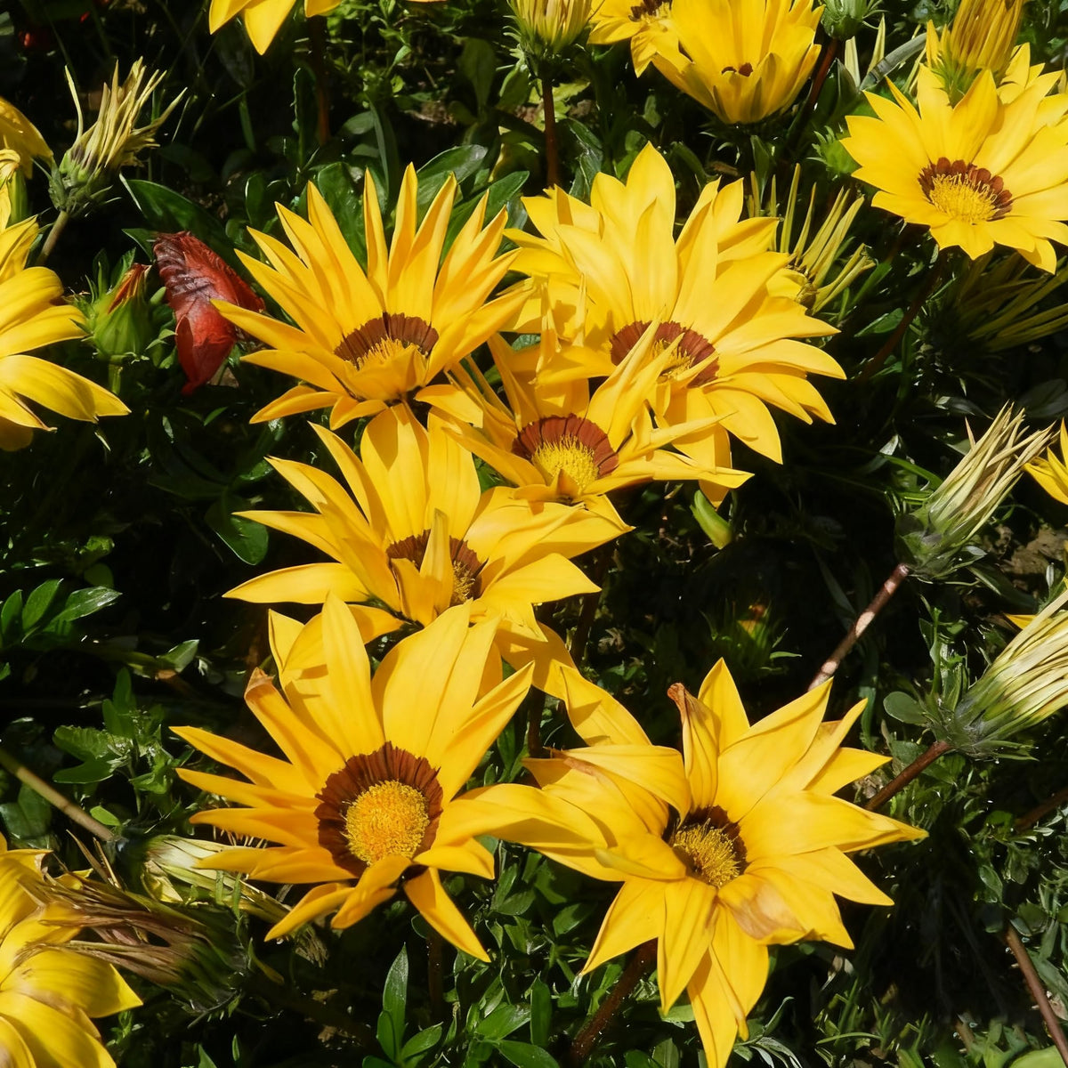 Generic Gazania seeds germination close-up showing quick sprouting.