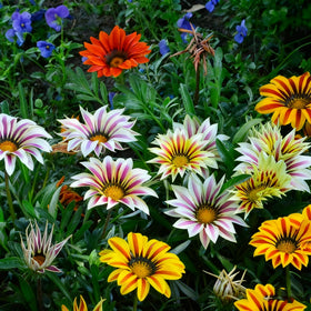 Generic Gazania Daisy Seeds pack shot with sunny border-ready blooms.