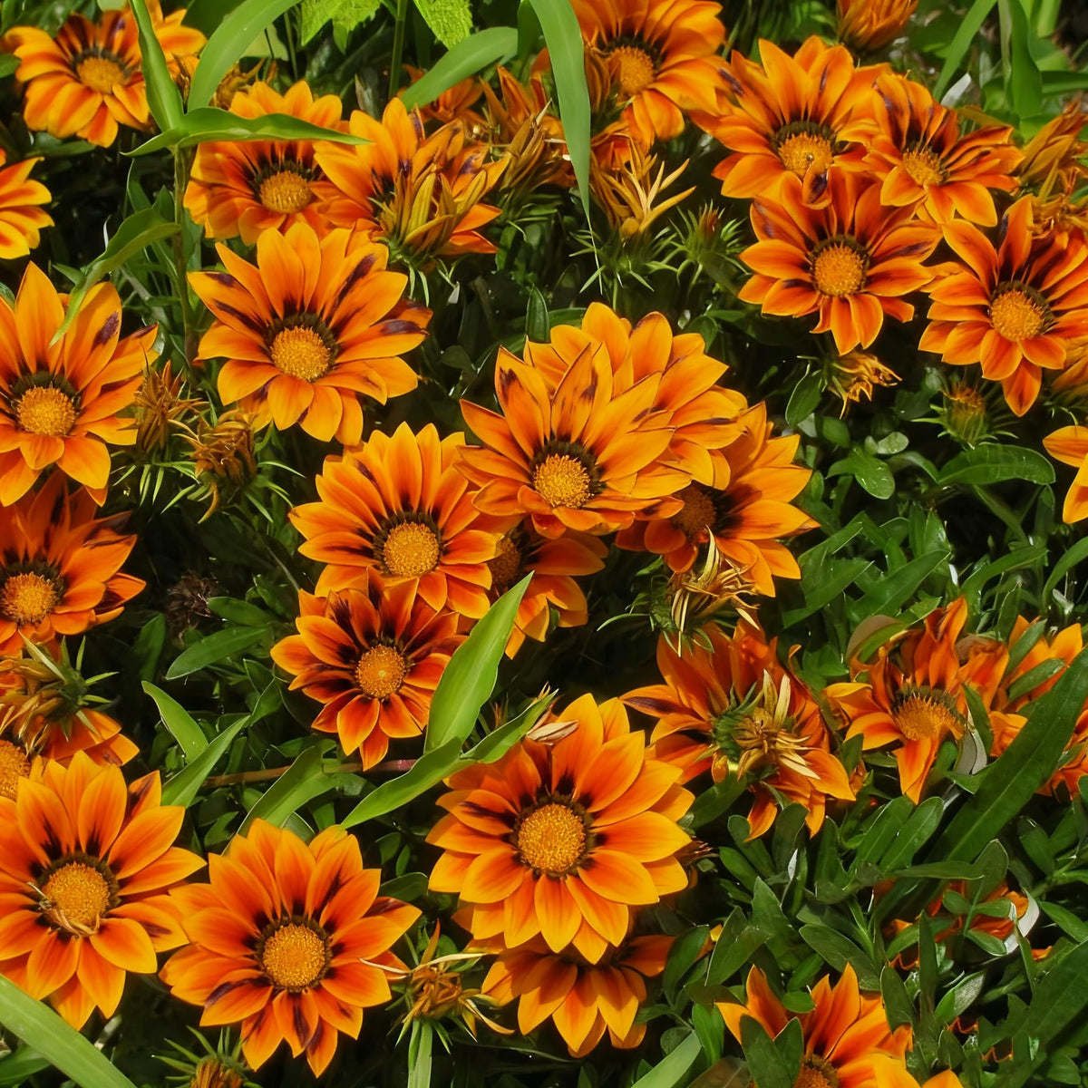 Generic Gazania seeds seedlings thriving in a sunlit garden bed.
