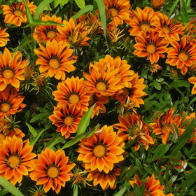 Generic Gazania seeds seedlings thriving in a sunlit garden bed.