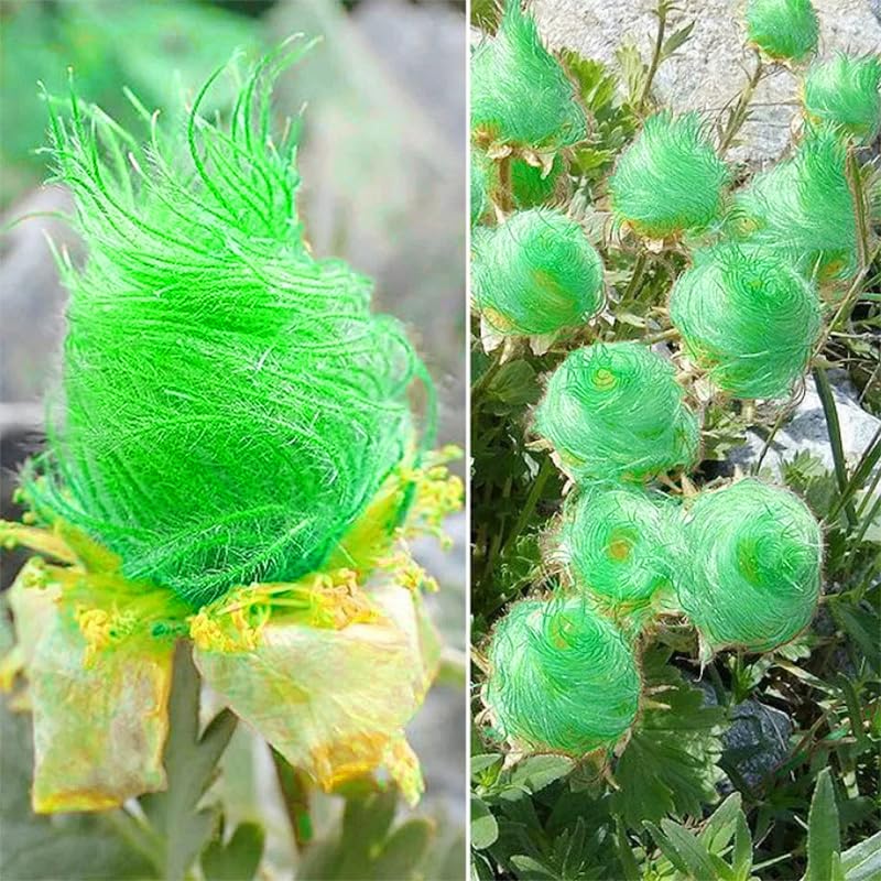 Generic Geum triflorum seed heads provide feathery texture for early spring gardens.