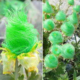 Generic Geum triflorum seed heads provide feathery texture for early spring gardens.