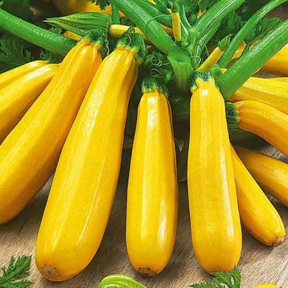 Generic Golden Zucchini Seeds packet for easy home gardening and potential high yields.