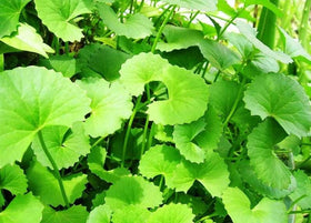 Gotu Kola alternative names illustration referencing Indian Pennywort and Brahmi