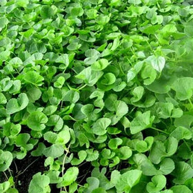 Generic Gotu Kola big leaf seeds bag for home herb garden