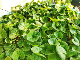 Gotu Kola seed packet showing 300+ seeds for versatile planting