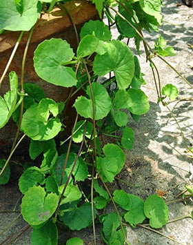 Container-friendly Gotu Kola seedlings growing indoors for easy cultivation