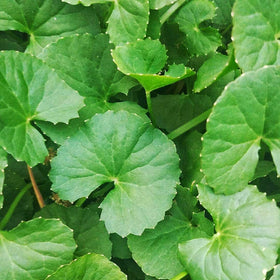 Generic Gotu Kola seeds 200+ pack ready for easy home gardening