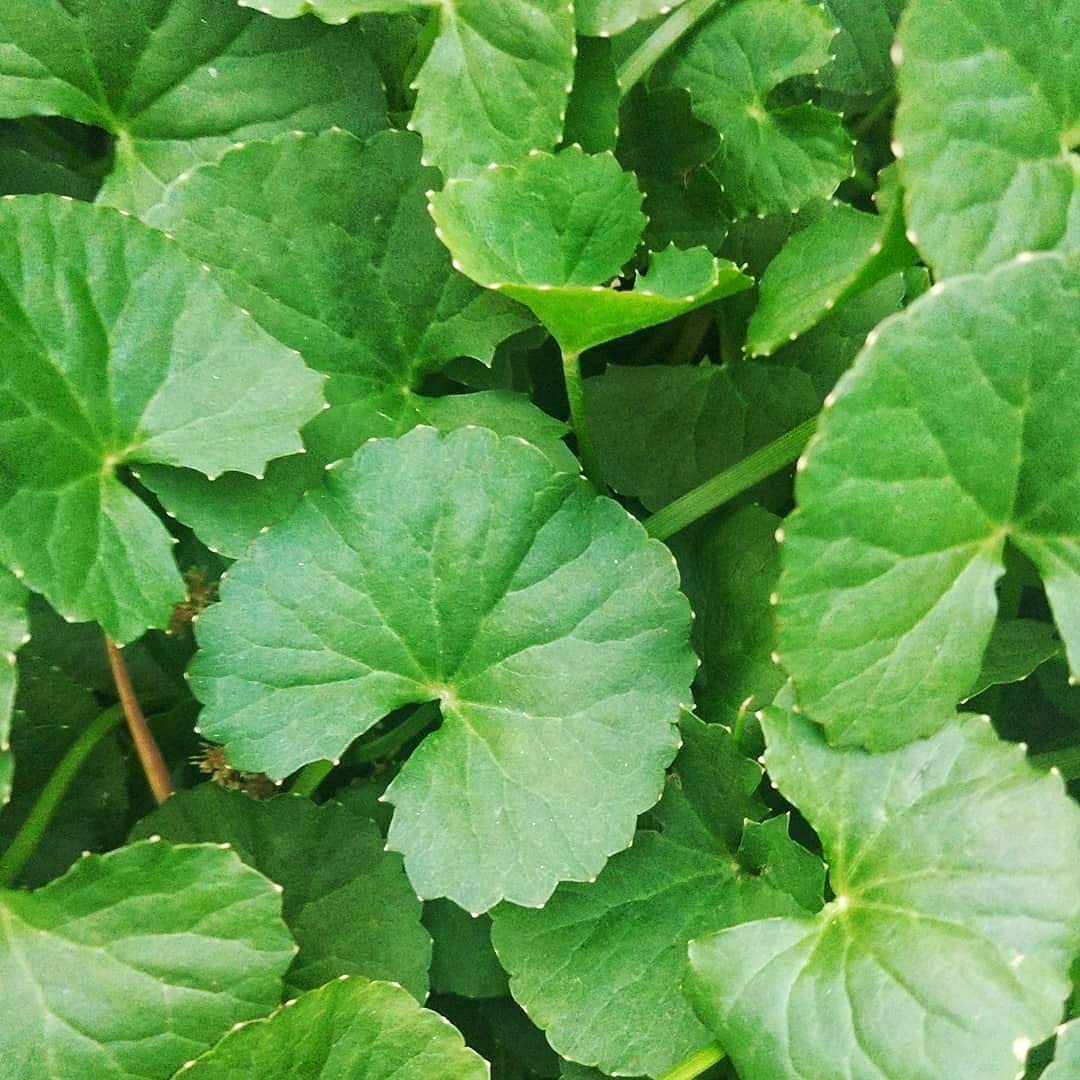 Close-up of Generic Gotu Kola seeds ready for sowing and germination