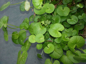 Generic Gotu Kola seeds creeping stem across soil, great for gardens