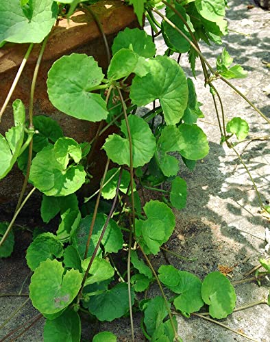 Generic Gotu Kola seeds in pot showing creeping growth for containers