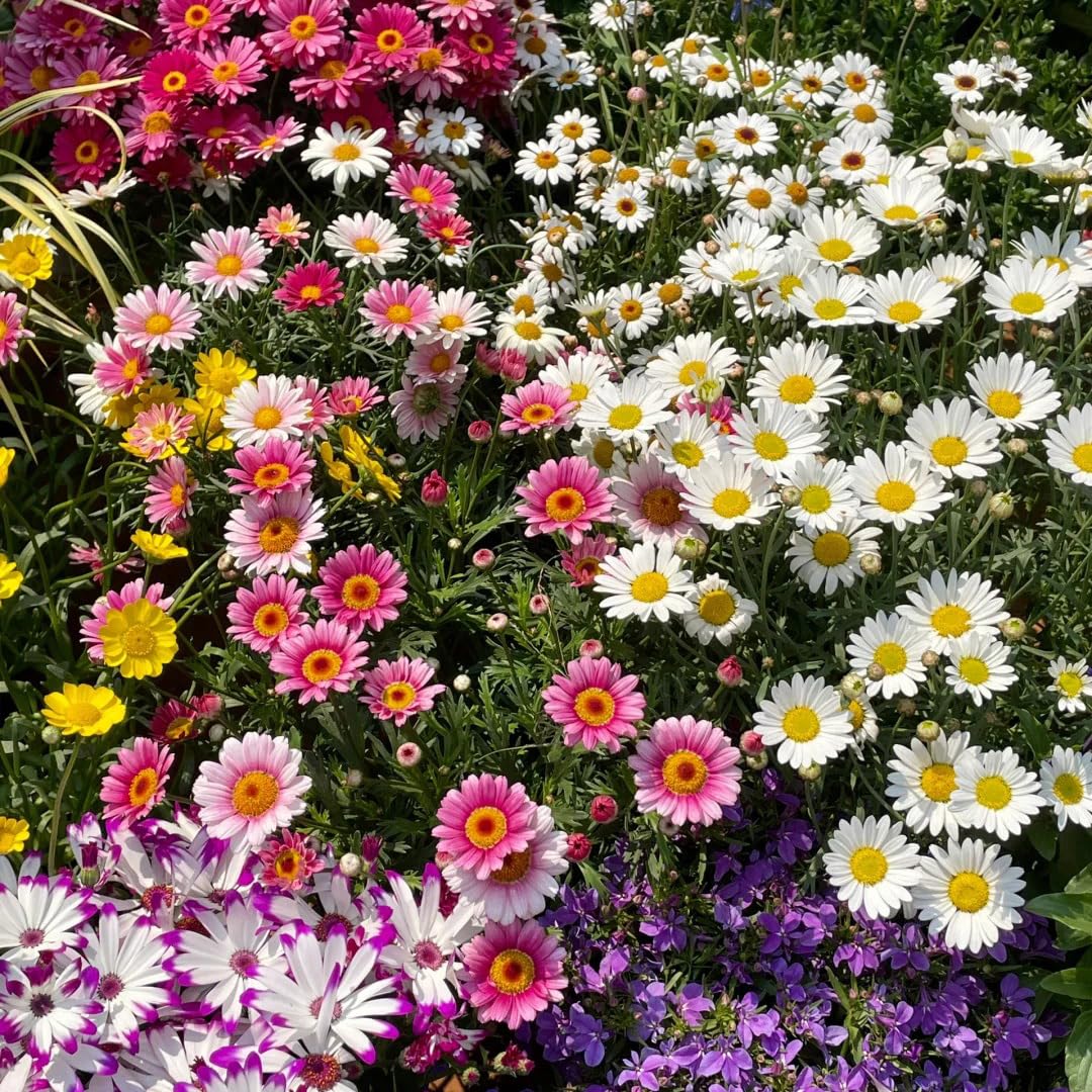 Generic mixed-color mums brighten outdoor spaces for gardens patios and containers