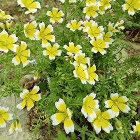 Generic ground-cover meadowfoam seeds help fill gaps between perennials with color.