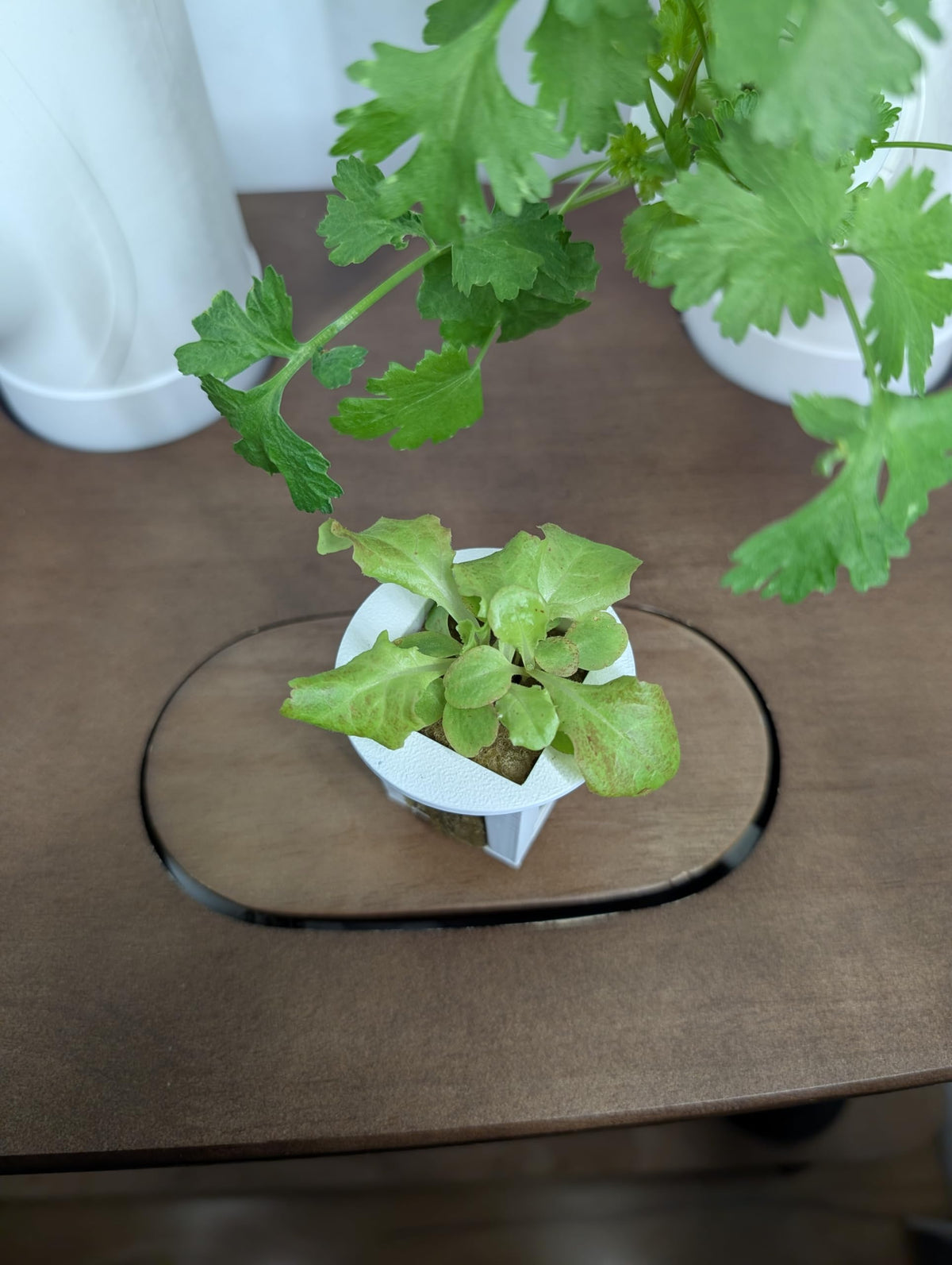 Generic Grow Cubes seed-start ready for fast germination and cloning.