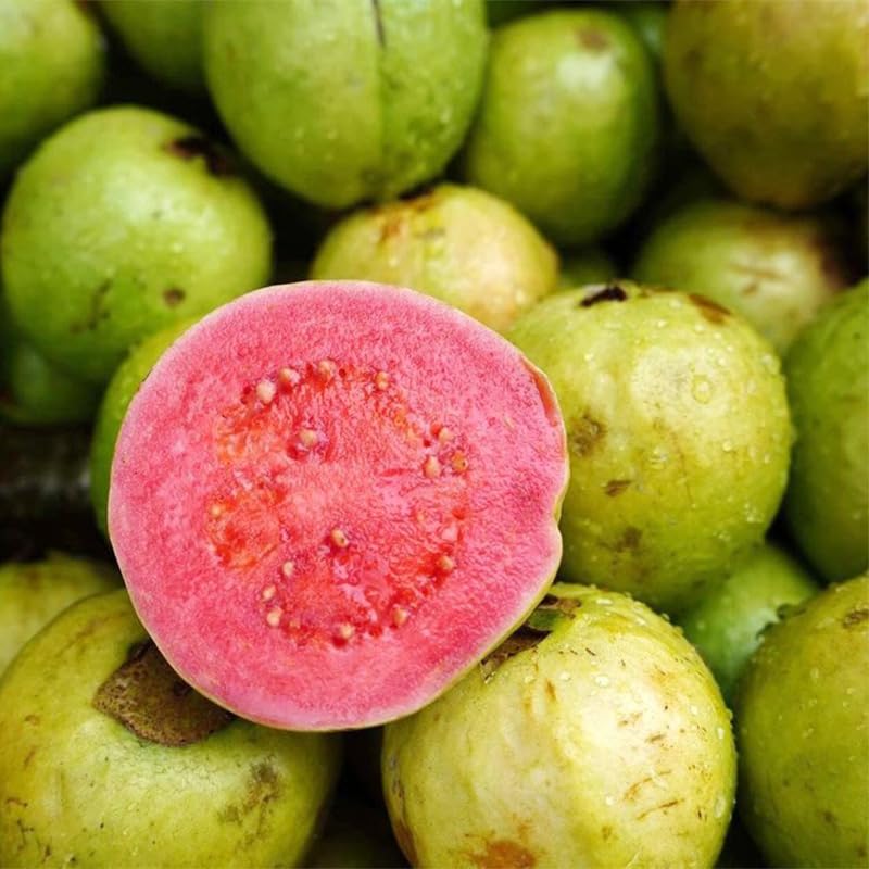 Generic guava tree fruit harvest illustrating landscape appeal in warm climates.