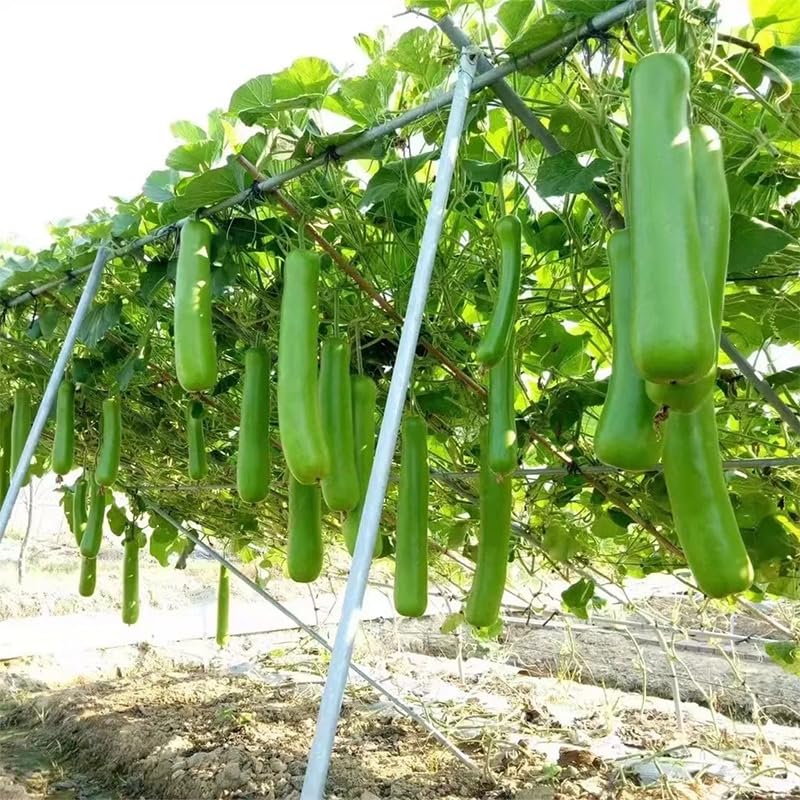 Generic harvest-ready bottle gourds developing late summer to fall for fresh cooking.
