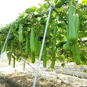 Generic harvest-ready bottle gourds developing late summer to fall for fresh cooking.