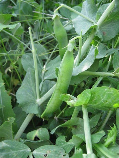 Generic harvest-ready pea pods in a garden row for easy picking.