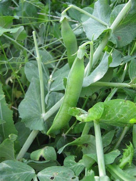 Generic harvest-ready pea pods in a garden row for easy picking.