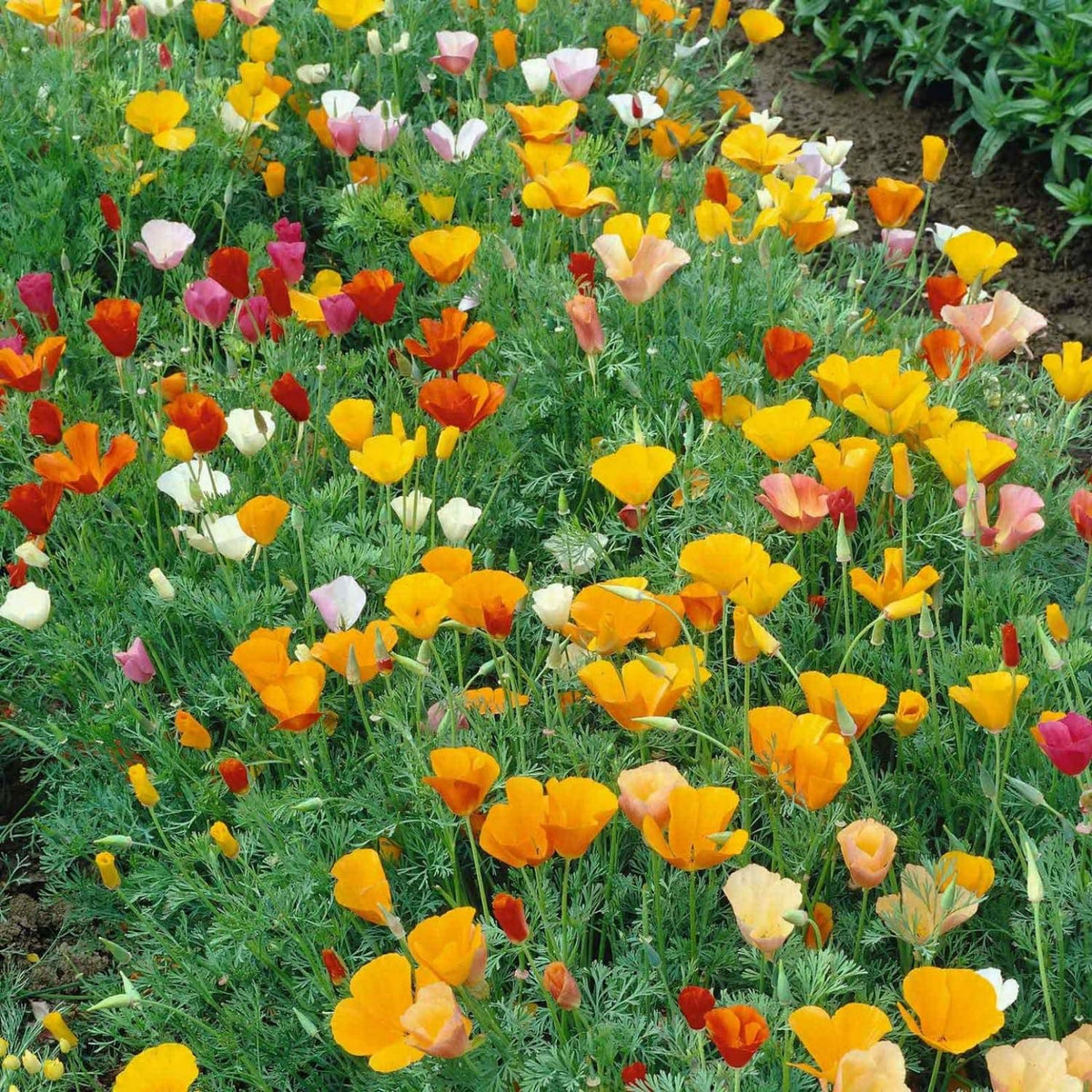 Generic heirloom non-GMO poppy seeds to grow classic garden varieties
