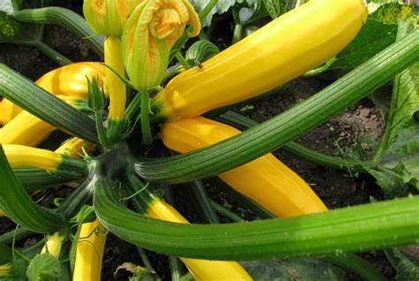 Generic Heirloom Non-GMO seeds 3g pack supporting traditional garden flavors.