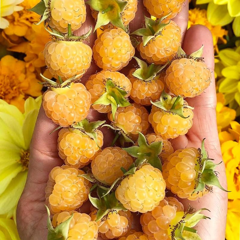 Generic heirloom raspberry plants in garden, with decorative hedge potential