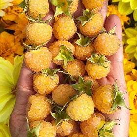 Generic heirloom raspberry plants in garden, with decorative hedge potential