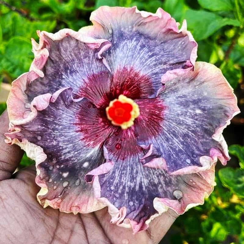 Generic hibiscus along a fence line for vertical interest
