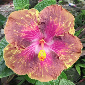 Generic Hibiscus plant thriving in full sun for vibrant blooms.
